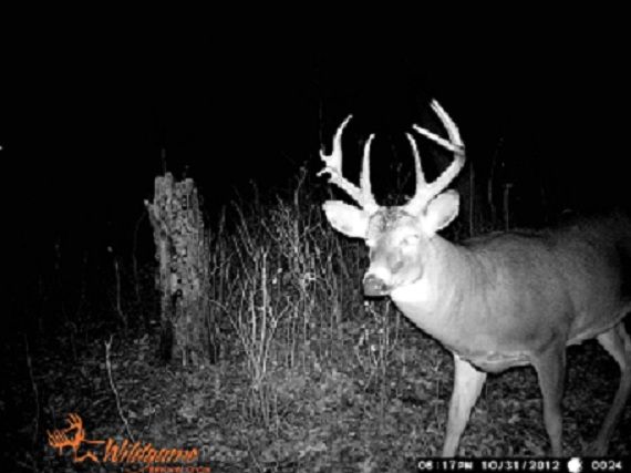 deer2