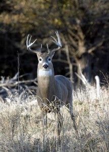 DeerBuck 215x300