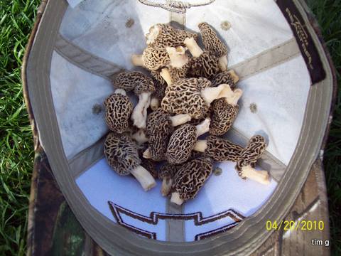 Delaware Co. Grey's