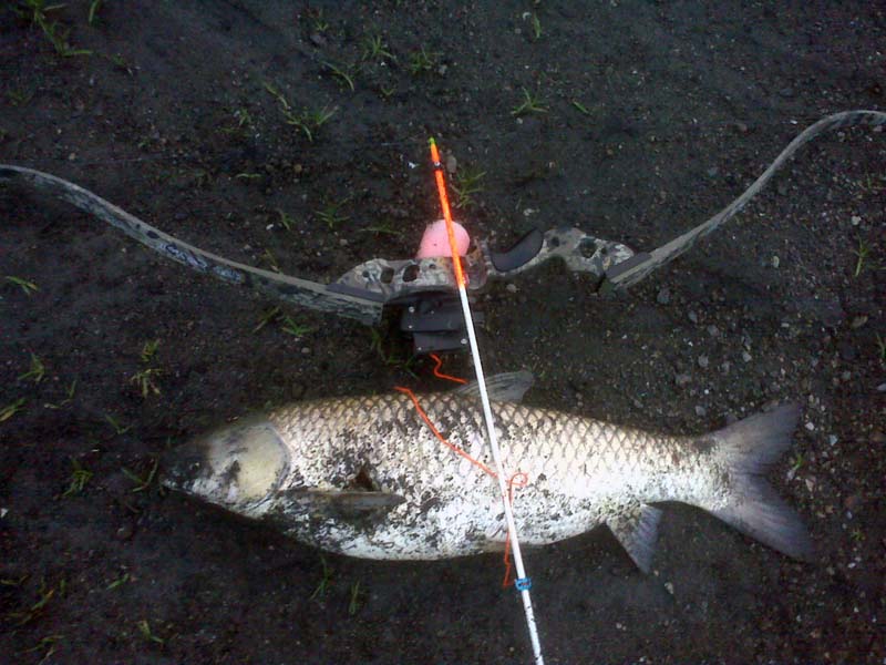 Des Moines River Carp