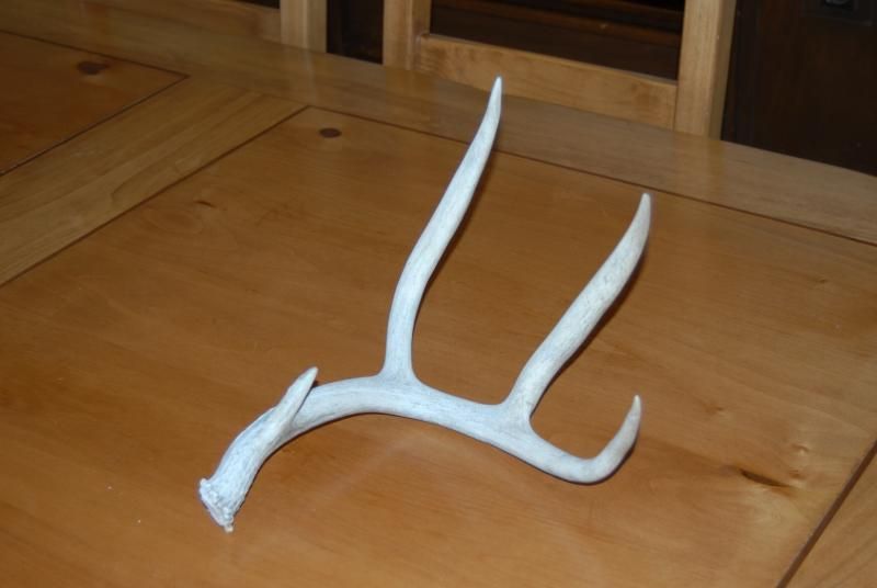 Desert muley shed from near Tucson.