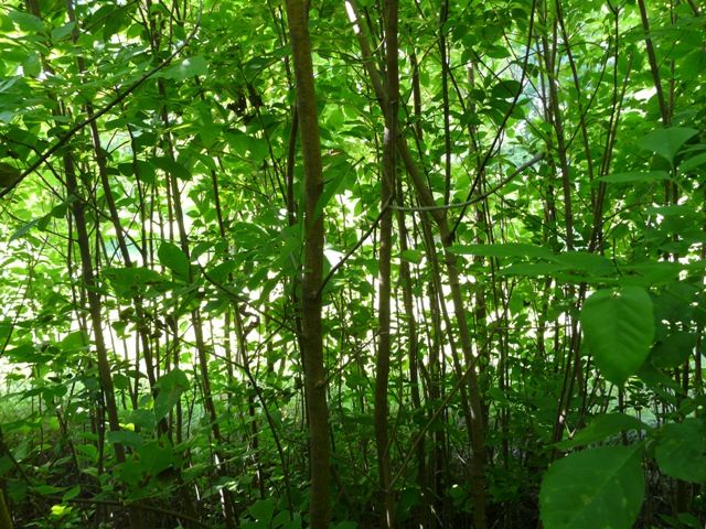 direct seeded trees 3