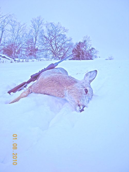 Doe 2 down 1 (2)