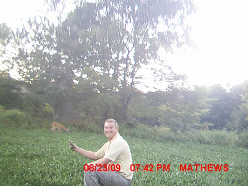 doe in food plot
