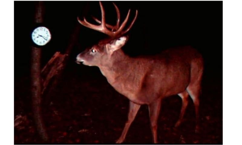 dougs trail cam SE lick