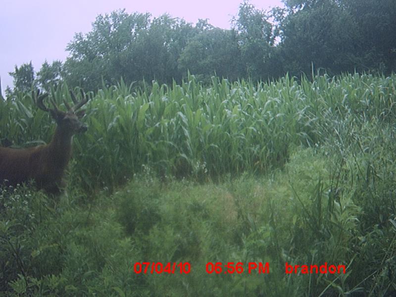 Drop Tine  4th 2