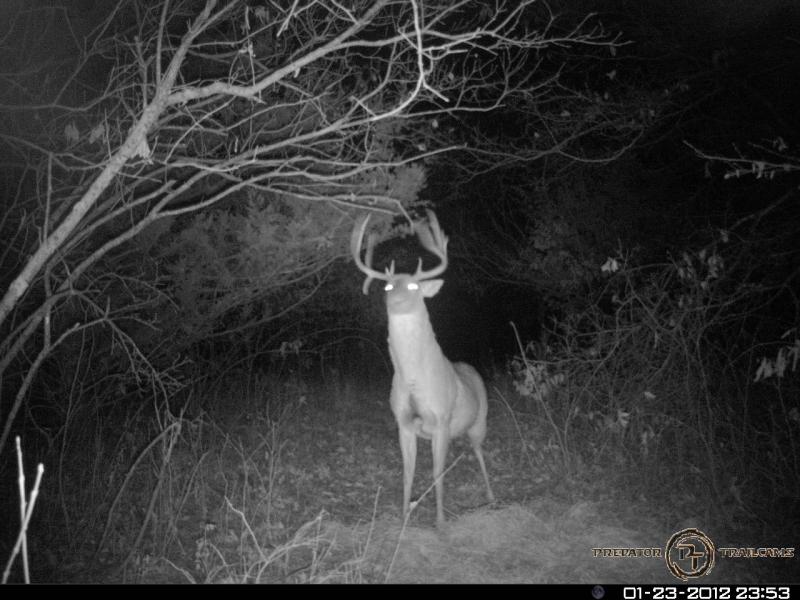 Drop Tine 9