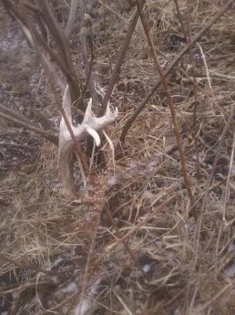 drop tine shed