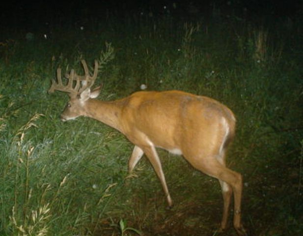 Droptines