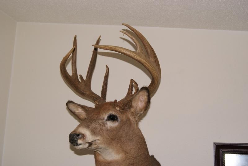 Dugans 12 pointer
