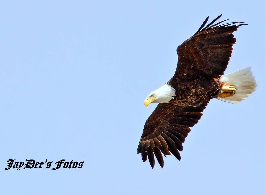 Eagle e