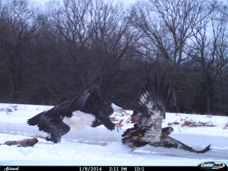 Eagle v Hawk