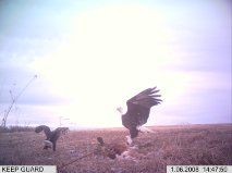eagle