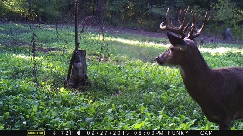 Earlier buck