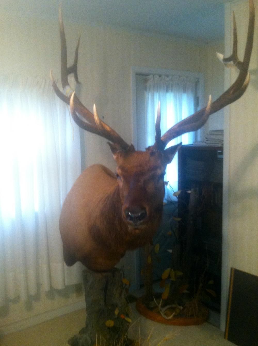 Elk 2011  Troublesome Creek Taxidermy