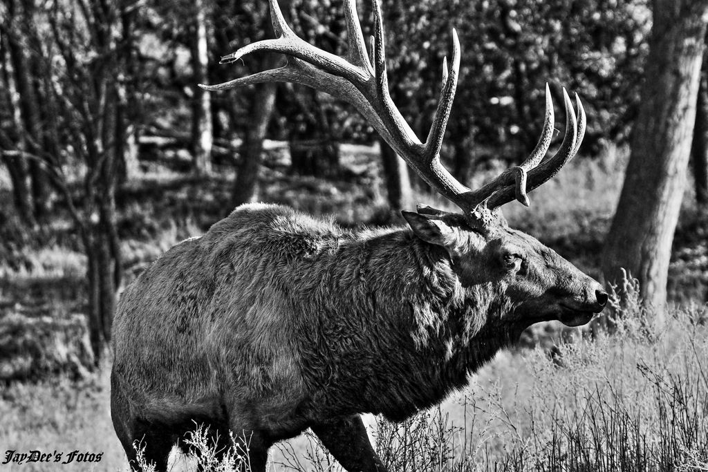 Elk aa