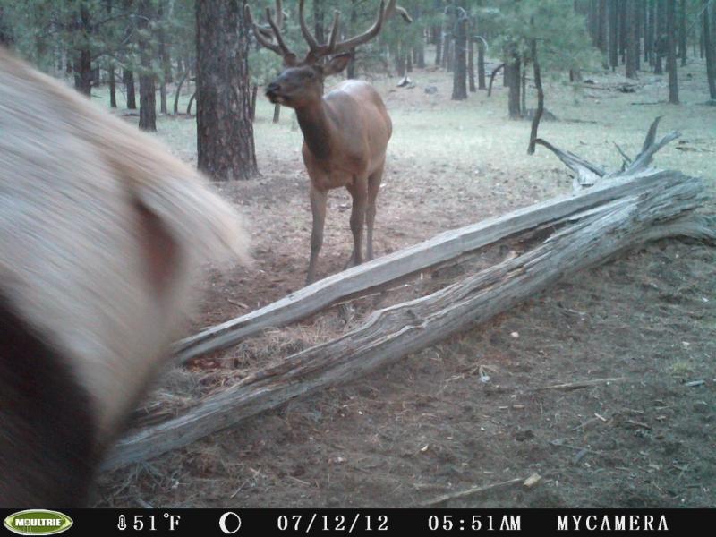 Elk Butt