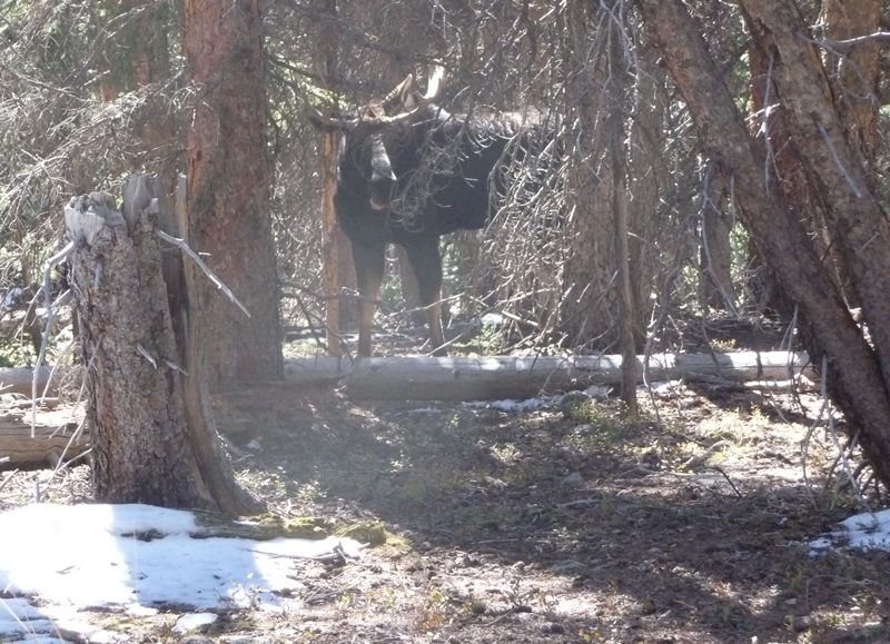 Elk Hunt