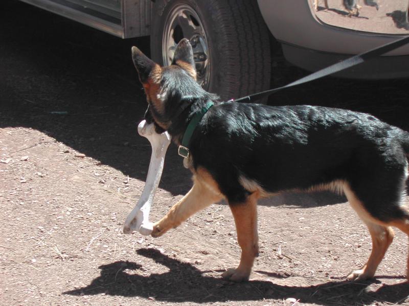 Elk Leg Jake