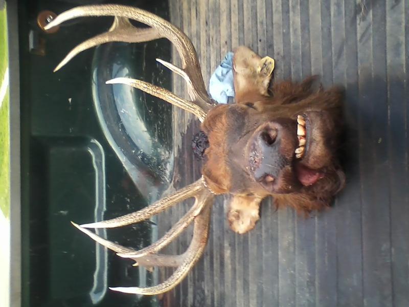 elk