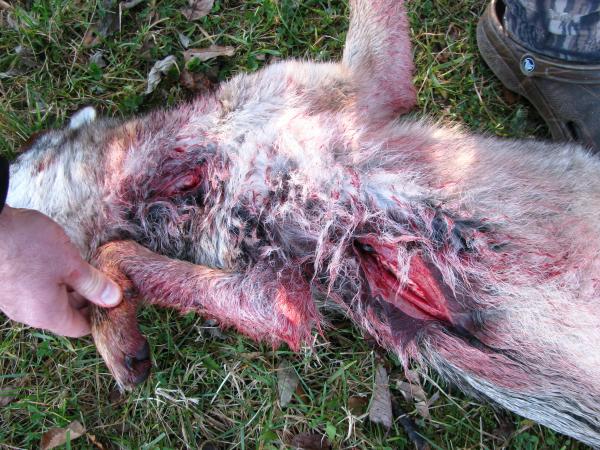 Entry And Exit Wound With Rage Broadheads