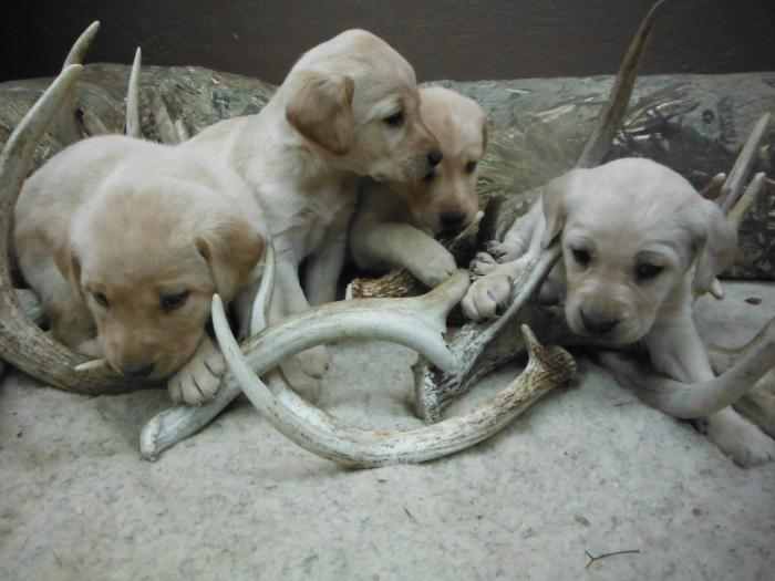 Fall 2013 pups getting their first playtime with antlers