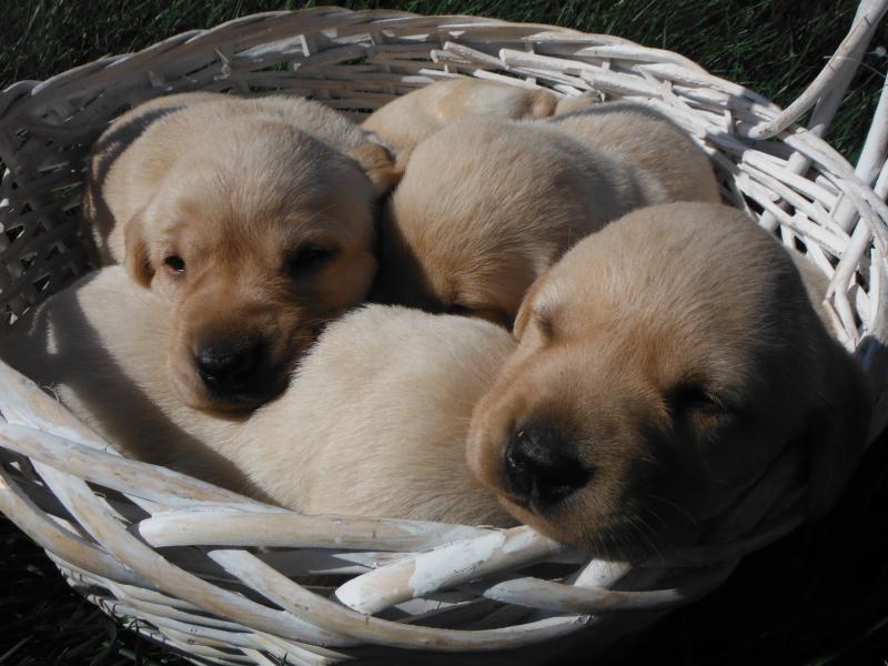 Fall 2013 pups in a basket