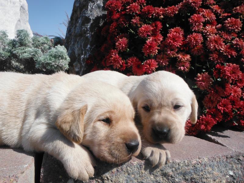 Fall 2013 pups out exploring the landscape