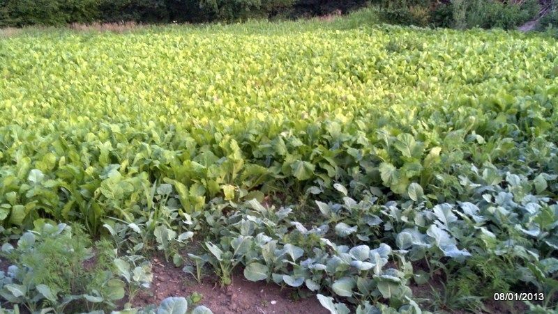 Fall Plot 2013 (4)