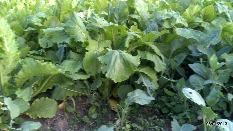 Fall Plot 2013 (5)