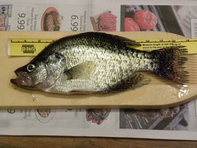 Farm Pond Crappie