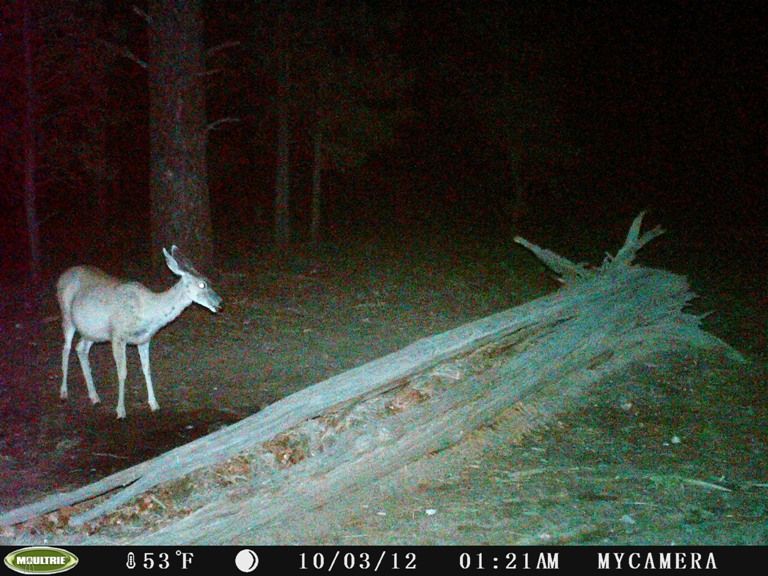 Fat Doe