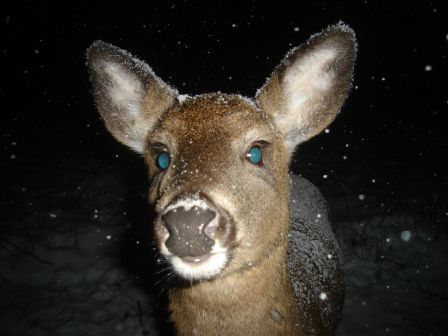 fawn in snow