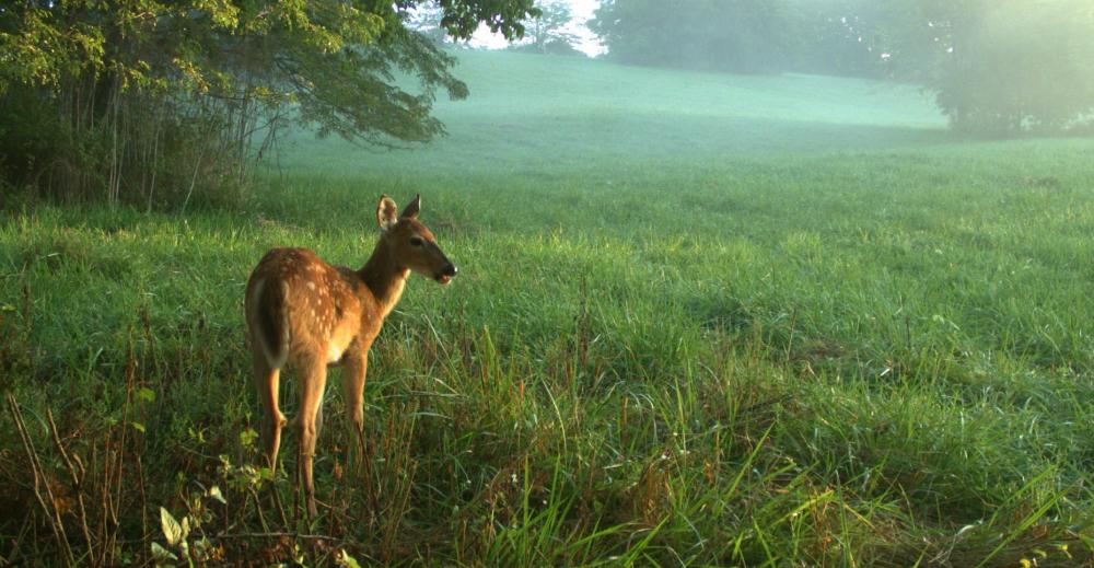 Fawn