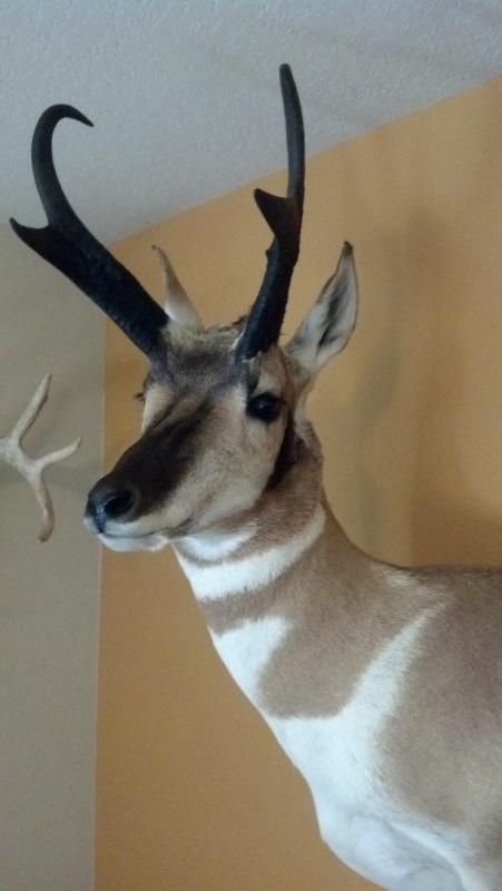 Finished mount