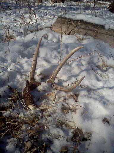 First shed of year, found 1/05/13