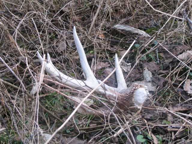 First Shed