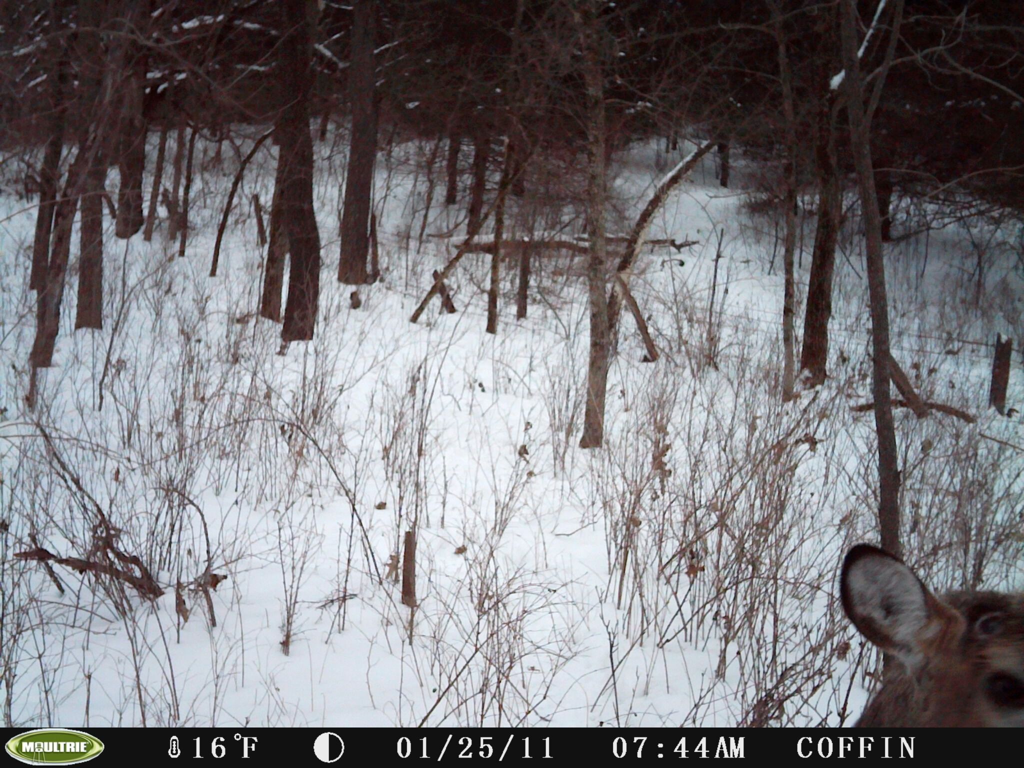 First Trail Cam Pics