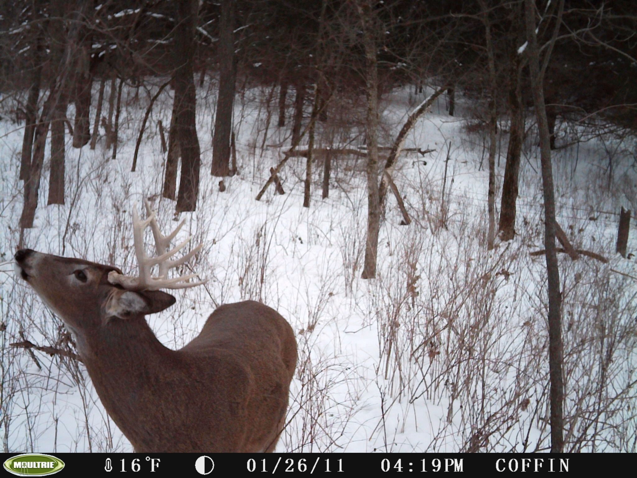 First Trail Cam Pics