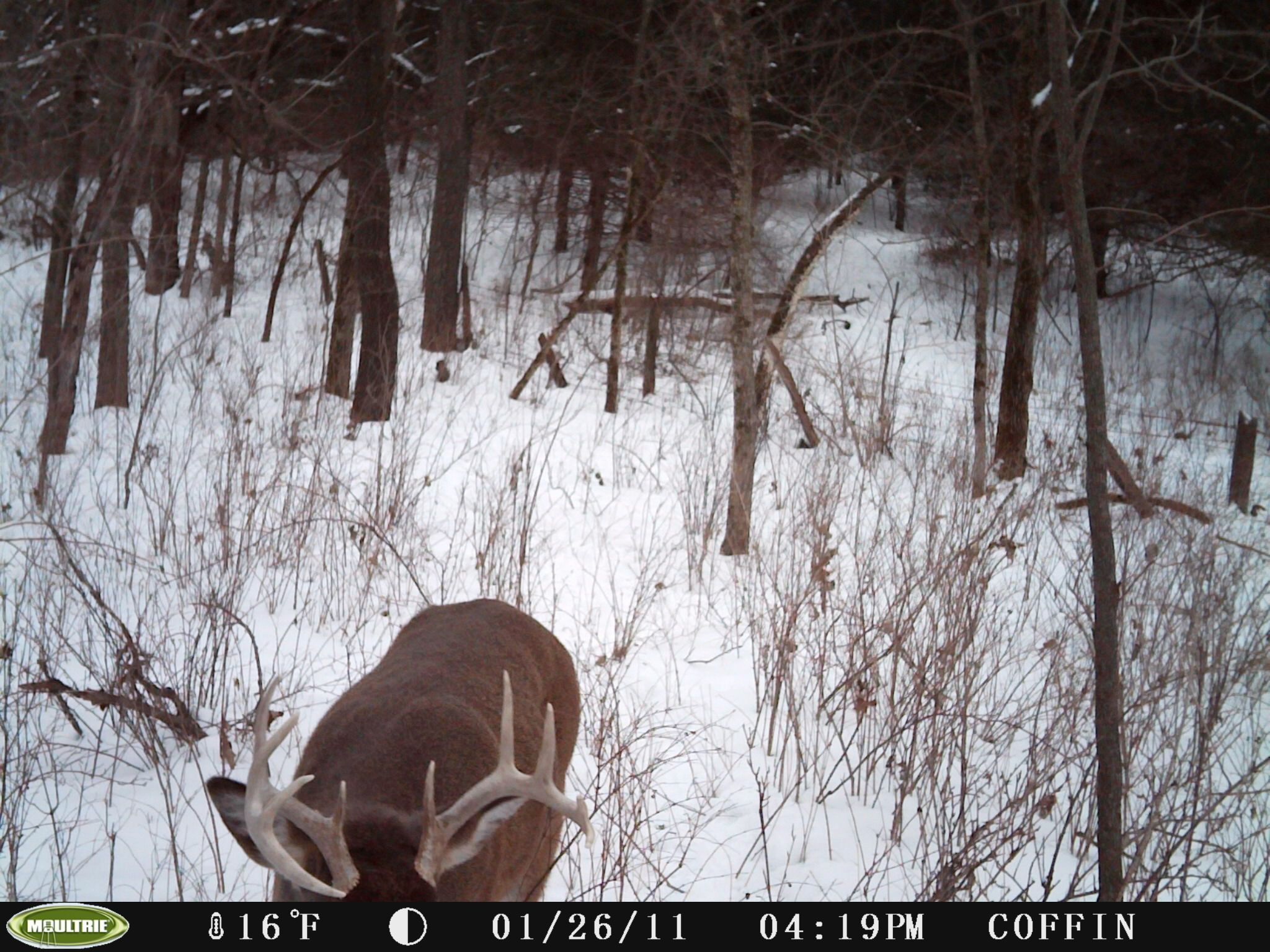 First Trail Cam Pics