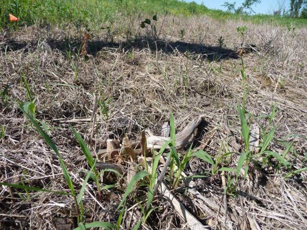 First Year Grass 1 - Frost Seeded into brome and chemically treated in Spring