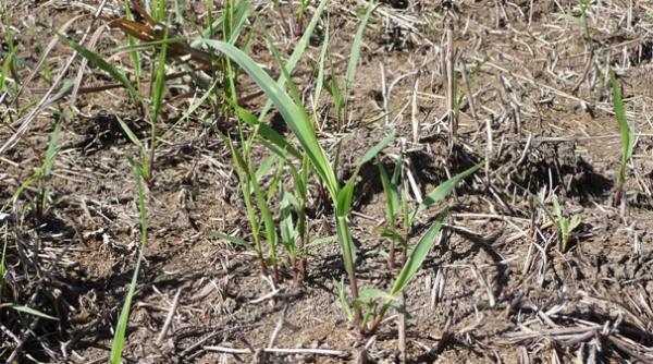 First Year Grass 2 - Frost Seeded into brome and chemically treated in Spring