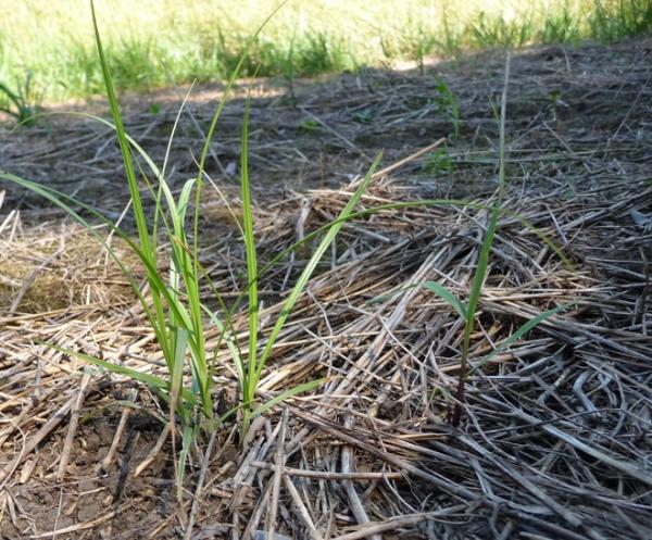 First Year Grass 3 - Frost Seeded into brome and chemically treated in Spring