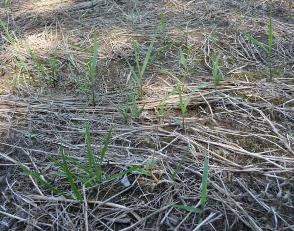 First Year Grass 4 - Frost Seeded into brome and treated in Spring