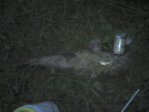 Flathead 19.5lbs