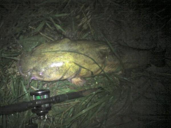 Flathead 27lbs