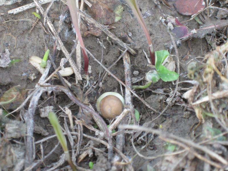 food plot (3)