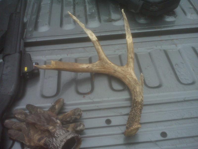 Found 2nd Shotgun this year, but it's last years shed..