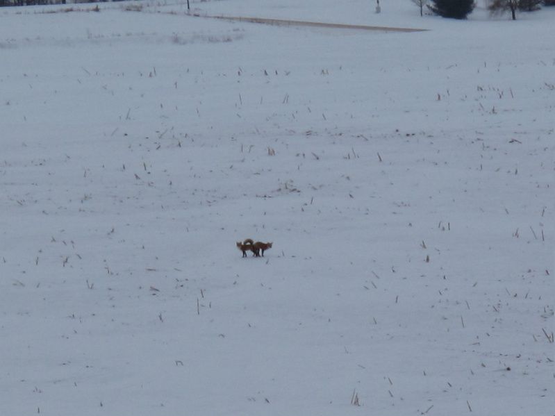 Foxy