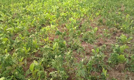 Fridge Forage Sugar Beets